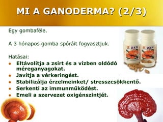 MI A GANODERMA? (2/3)
Egy gombaféle.

A 3 hónapos gomba spóráit fogyasztjuk.

Hatásai:
 Eltávolítja a zsírt és a vízben oldódó
   méreganyagokat.
 Javítja a vérkeringést.
 Stabilizálja érzelmeinket/ stresszcsökkentő.
 Serkenti az immunműködést.
 Emeli a szervezet oxigénszintjét.
 
