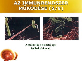 AZ IMMUNRENDSZER
 MŰKÖDÉSE (5/9)




   A makrofág bekebelez egy
      kólibaktériumot.
 