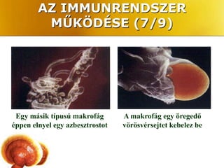 AZ IMMUNRENDSZER
         MŰKÖDÉSE (7/9)




 Egy másik típusú makrofág       A makrofág egy öregedő
éppen elnyel egy azbesztrostot   vörösvérsejtet kebelez be
 