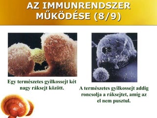 AZ IMMUNRENDSZER
         MŰKÖDÉSE (8/9)




Egy természetes gyilkossejt két
     nagy ráksejt között.       A természetes gyilkossejt addig
                                 roncsolja a ráksejtet, amíg az
                                        el nem pusztul.
 