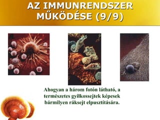 AZ IMMUNRENDSZER
 MŰKÖDÉSE (9/9)




  Ahogyan a három fotón látható, a
  természetes gyilkossejtek képesek
  bármilyen ráksejt elpusztítására.
 