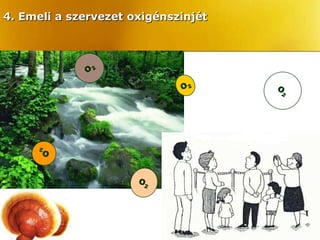 4. Emeli a szervezet oxigénszinjét
 