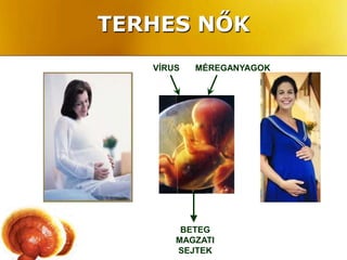 TERHES NŐK
   VÍRUS   MÉREGANYAGOK




        BETEG
       MAGZATI
       SEJTEK
 