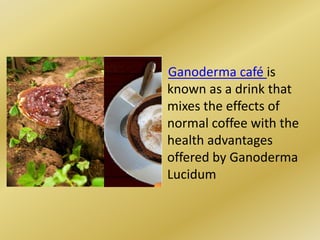 Ganoderma café is known as a drink that mixes the effects of normal coffee with the health advantages offered by Ganoderma Lucidum  