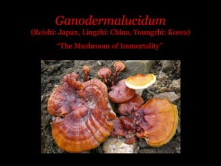 Ganodermalucidum(Reishi: Japan, Lingzhi: China, Youngzhi: Korea) “The Mushroom of Immortality” 