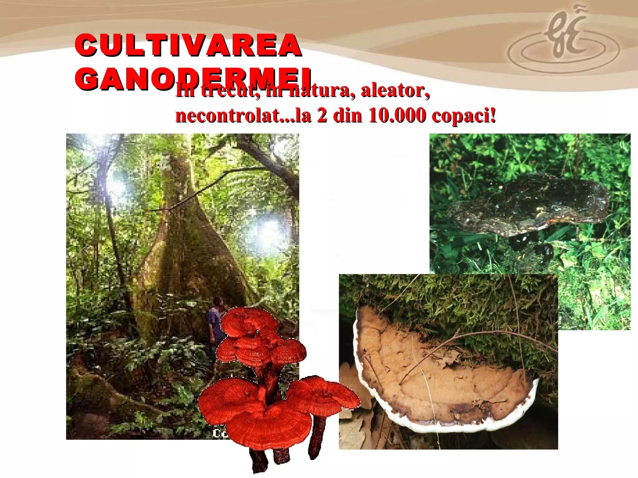 As a member of the Direct Selling Association,  Gano Excel  pledges to conduct its business with the highest level of ethics and offers you this opportunity with a  1-year satisfaction guarantee . NO RISK CULTIVAREA GANODERMEI In trecut, in natura , aleator, necontrolat...la 2 din 10.000 copaci! 