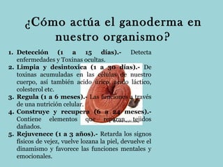¿Cómo actúa el ganoderma en
nuestro organismo?
1. Detección (1 a 15 días).- Detecta
enfermedades y Toxinas ocultas.
2. Limpia y desintoxica (1 a 30 días).- De
toxinas acumuladas en las células de nuestro
cuerpo, así también acido úrico, acido láctico,
colesterol etc.
3. Regula (1 a 6 meses).- Las funciones a través
de una nutrición celular.
4. Construye y recupera (6 a 24 meses).Contiene elementos que reparan tejidos
dañados.
5. Rejuvenece (1 a 3 años).- Retarda los signos
físicos de vejez, vuelve lozana la piel, devuelve el
dinamismo y favorece las funciones mentales y
emocionales.

 