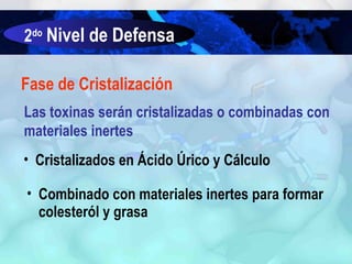 2do Nivel de Defensa
Fase de Cristalización
Las toxinas serán cristalizadas o combinadas con
materiales inertes
• Cristalizados en Ácido Úrico y Cálculo
• Combinado con materiales inertes para formar
colesteról y grasa

 