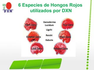 6 Especies de Hongos Rojos
utilizados por DXN
 