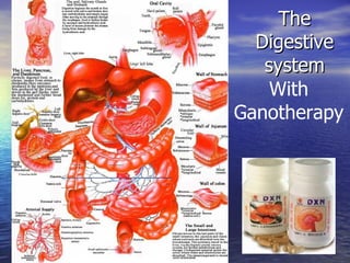 The Digestive system With Ganotherapy 