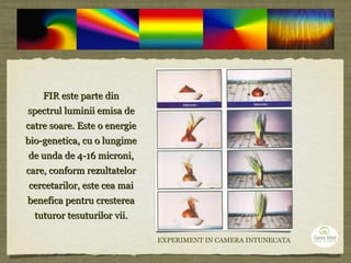 FIR este parte dinFIR este parte din
spectrul luminii emisa despectrul luminii emisa de
catre soare. Este o energiecatre soare. Este o energie
bio-genetica, cu o lungimebio-genetica, cu o lungime
de unda de 4-16 microni,de unda de 4-16 microni,
care, conform rezultatelorcare, conform rezultatelor
cercetarilor, este cea maicercetarilor, este cea mai
benefica pentru crestereabenefica pentru cresterea
tuturor tesuturilor vii.tuturor tesuturilor vii.
EXPERIMENT IN CAMERA INTUNECATA
 