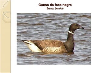 Ganso de face negra Branta bernicla 
