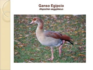 Ganso Egipcio Alopochen aegyptiacus 