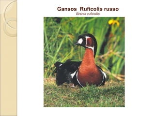 Gansos  Ruficolis russo Branta ruficollis 