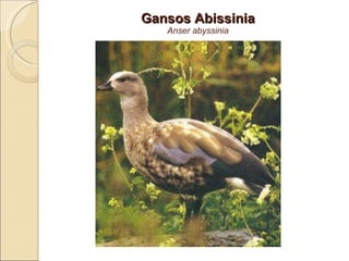 Gansos Abissinia Anser abyssinia 