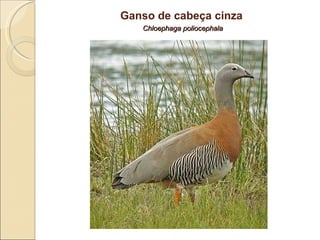 Ganso de cabeça cinza   Chloephaga poliocephala 