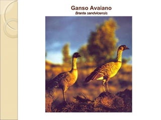 Ganso Avaiano Branta sandvicensis 