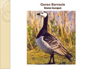 Ganso Barnacle Branta leucopsis 