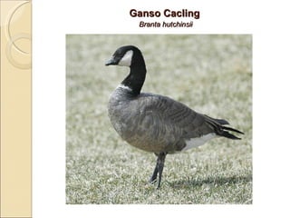 Ganso Cacling   Branta hutchinsii 