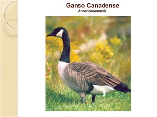 Ganso Canadense Anser canadensis  