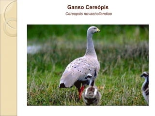 Ganso Cereópis   Cereopsis novaehollandiae 