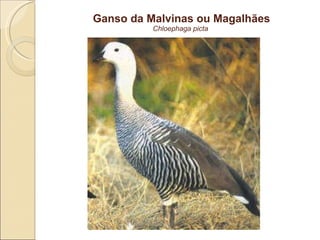 Ganso da Malvinas ou Magalhães Chloephaga picta  