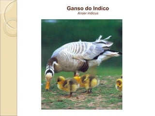 Ganso do Indico Anser indicus 