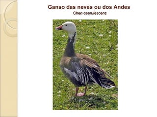 Ganso das neves ou dos Andes   Chen caerulescens 