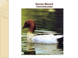 Ganso Maned  Chenometta jubata. 