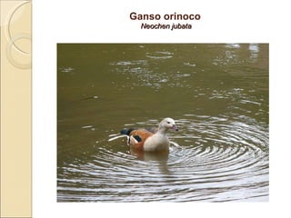 Ganso orinoco  Neochen jubata 