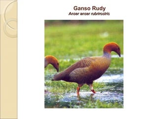 Ganso Rudy Anser anser rubrirostris  