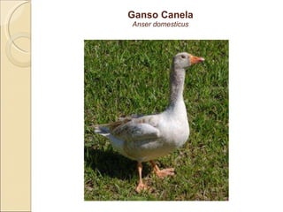 Ganso Canela Anser domesticus 