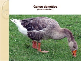 Ganso domético ( Anser domesticus ) 