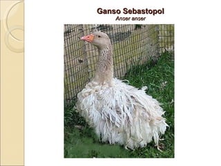 Ganso Sebastopol Anser anser 