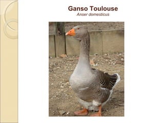 Ganso Toulouse Anser domesticus 