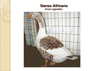 Ganso Africano Anser cygnoides  