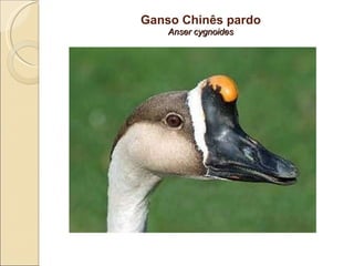 Ganso Chinês pardo  Anser cygnoides  