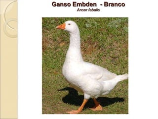 Ganso Embden  - Branco Anser fabalis 