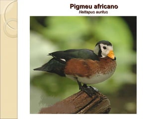 Pigmeu africano Nettapus auritus  