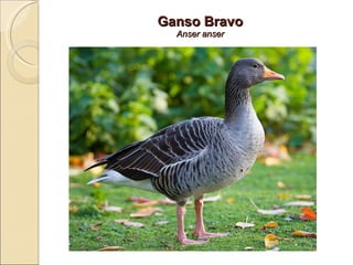Ganso Bravo Anser anser 