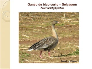 Ganso de bico curto – Selvagem Anser brachyrhynchus 
