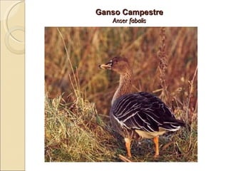 Ganso Campestre Anser fabalis 