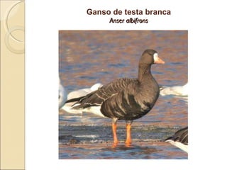 Ganso de testa branca Anser albifrons 