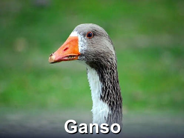 Ganso Origem E Domesticacao