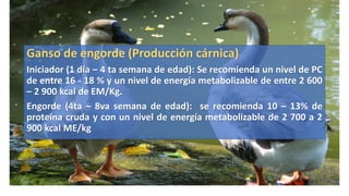 ALIMENTACION
Ganso de engorde (Producción cárnica)
Iniciador (1 día – 4 ta semana de edad): Se recomienda un nivel de PC
de entre 16 - 18 % y un nivel de energía metabolizable de entre 2 600
– 2 900 kcal de EM/Kg.
Engorde (4ta – 8va semana de edad): se recomienda 10 – 13% de
proteína cruda y con un nivel de energía metabolizable de 2 700 a 2
900 kcal ME/kg
 
