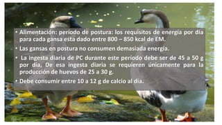 • Alimentación: período de postura: los requisitos de energía por día
para cada gansa esta dado entre 800 – 850 kcal de EM.
• Las gansas en postura no consumen demasiada energía.
• La ingesta diaria de PC durante este período debe ser de 45 a 50 g
por día, De esa ingesta diaria se requieren únicamente para la
producción de huevos de 25 a 30 g.
• Debe consumir entre 10 a 12 g de calcio al día.
 