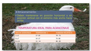 Almacenamiento:
• Deben mantenerse en posición horizontal o en
posición vertical con el extremo más ancho hacia
arriba.
DIAS DE ALMACENAJE TEMPERATURA C HUMEDAD RELATIVA %
1 a 2 17 -20 70 - 75
4 a 7 14 -17 75- 80
8 a 14 11 - 14 80 - 85
TEMPERATURA IDEAL PARA ALMACENAJE
 