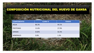 COMPOSICIÓN NUTRICIONAL DEL HUEVO DE GANSA
COMPONENTES CLARA % YEMA%
AGUA 86.3% 44.1%
PROTEINAS 11.6% 17.3%
GRASAS 0.02% 32.2%
MINERALES 0.8% 1.3%
 