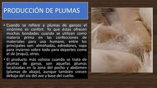 PRODUCCIÓN DE PLUMAS
• Cuando se refiere a plumas de gansos el
sinónimo es confort. Ya que éstas ofrecen
muchas bondades cuando se utilizan como
materia prima en las confecciones de
materiales para uso humano, entre los
principales son: almohadas, edredones, ropa
para invierno sobre todo para deportes como
el ski (esquí), otros.
• El producto más valioso cuando se trata de
plumas de ganso, son aquellas plumas
localizadas en la zona del pecho y abdomen
(plumas de abajo), aunque también crecen
debajo del ala del ave y base del cuello.
 