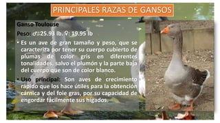 PRINCIPALES RAZAS DE GANSOS
Ganso Toulouse
Peso: ♂: 25.93 lb. ♀: 19.95 lb
• Es un ave de gran tamaño y peso, que se
caracteriza por tener su cuerpo cubierto de
plumas de color gris en diferentes
tonalidades, salvo el plumón y la parte baja
del cuerpo que son de color blanco.
• Uso principal: Son aves de crecimiento
rápido que los hace útiles para la obtención
cárnica y del foie gras, por su capacidad de
engordar fácilmente sus hígados.
 